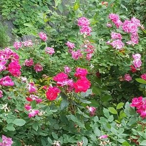 Meet your Posher, Isabelle